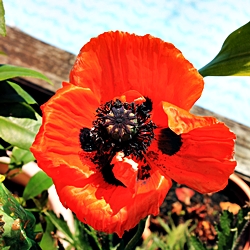 B Mohn 'Beauty Of Livemeré'