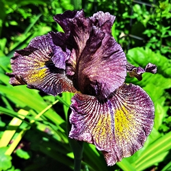 B Schwertlilie 'Dreaming Clown'