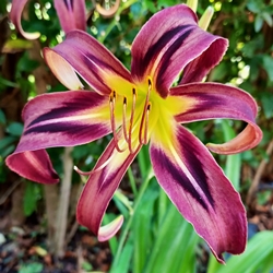 B Taglilie 'Black Arrowhead'