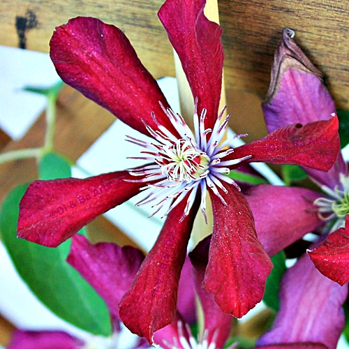 Pi Clematis 'Monte Cassino'