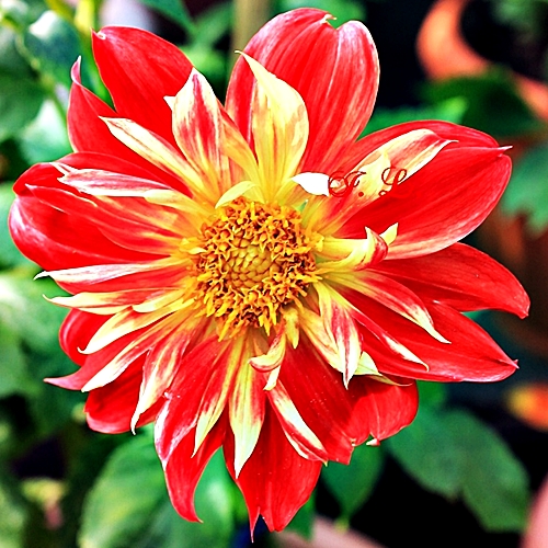 Pi Dahlie 'La Gioconda'