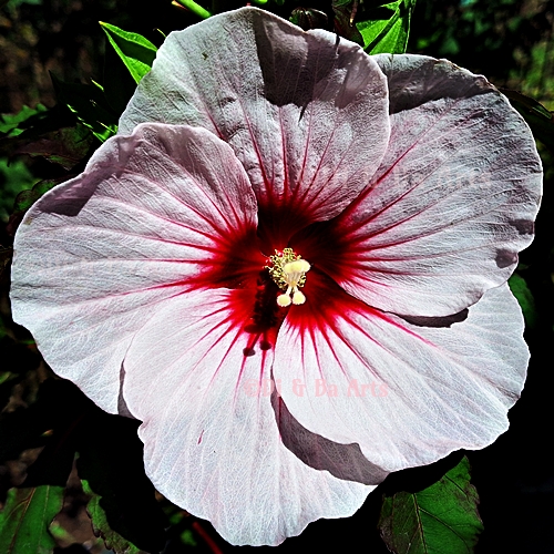 Pi Hibiscus moscheutos 'Jolly Heart'