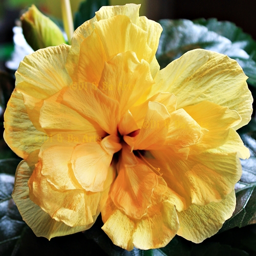 Pi Hibiscus r.s gef. Gelb