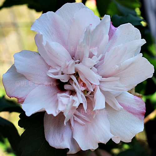 Pi Hibiscus syriacus 'Lady Stanley'
