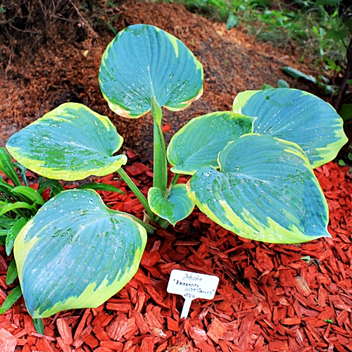 Pi Hosta 'Frances Williams'