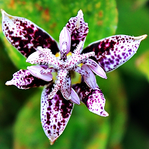 Pi Krötenlilie Tricyrtis 'Macropoda'