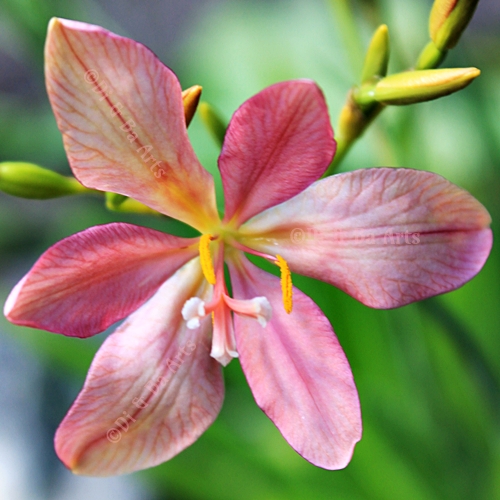 Pi Leopardenblume (Pardancanda norrisii)