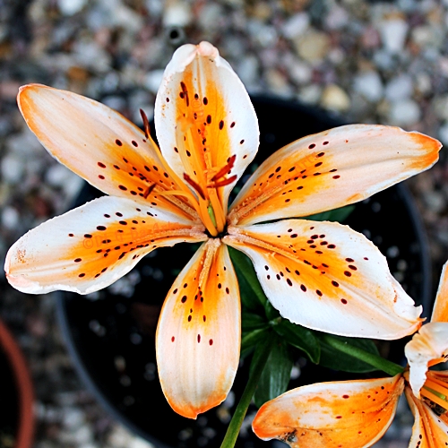 Pi Lilie 'Orange Electric'