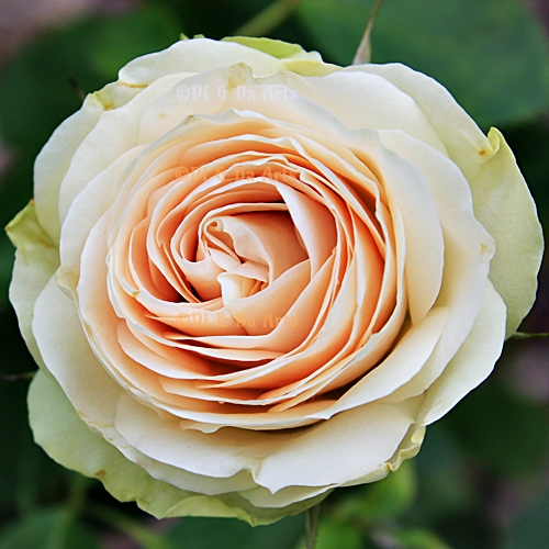 Pi Rose 'Lovely Green'