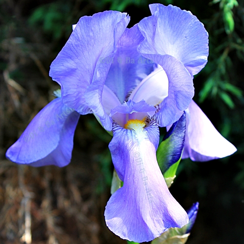 Pi Schwertlilie 'Blue Blazes'