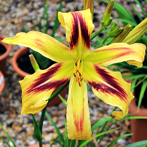 Pi Taglilie 'Free Weelin'