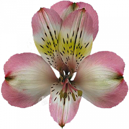 ‚Adelaide‘