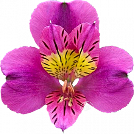 ‚Adonis‘