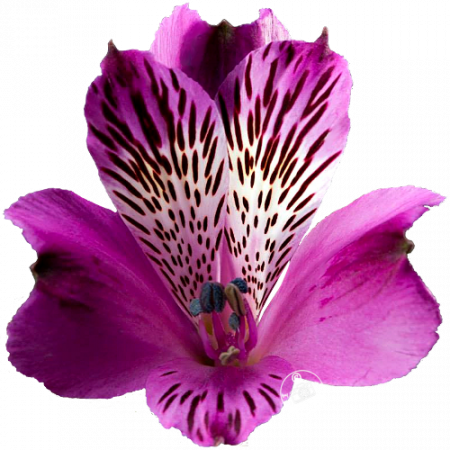 ‚Agropoli‘
