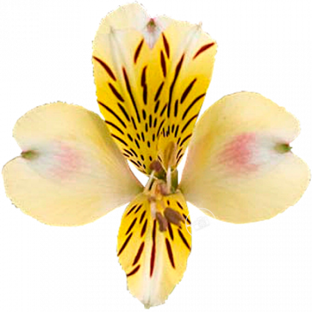 ‚Aimi‘