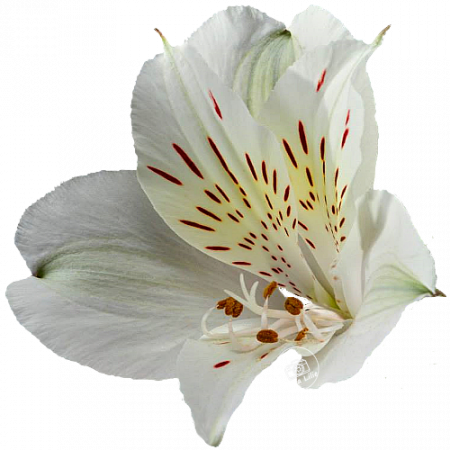 ‚Akemi‘