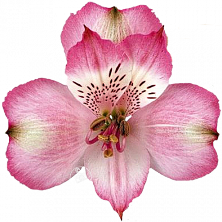 ‚Alysia‘