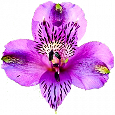 ‚Amatista™‘