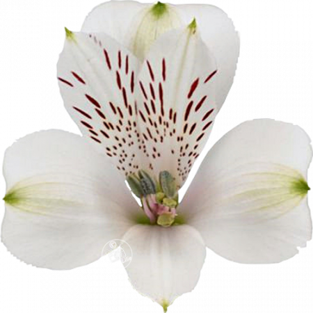 ‚Anastacia‘