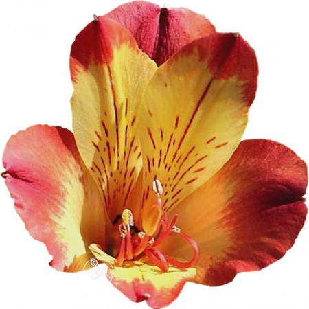 ‚Andez Red & Yellow®‘