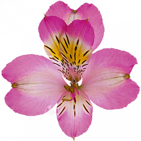 ‚Aruba‘