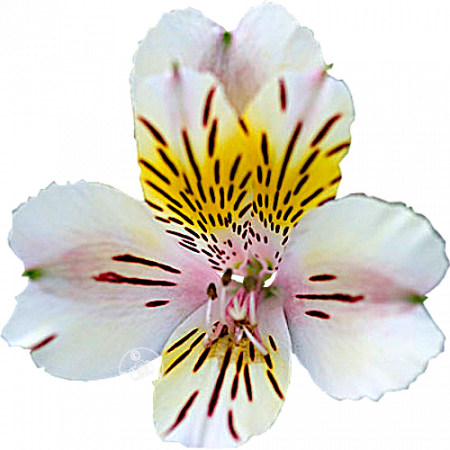 ‚Athena‘