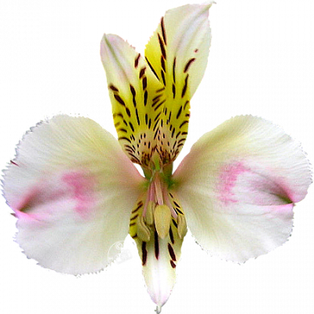 ‚Avanti‘