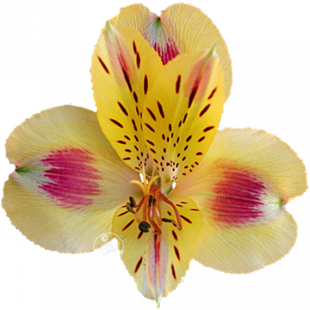 ‚Bali®‘