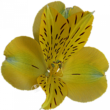 ‚Bella Star‘
