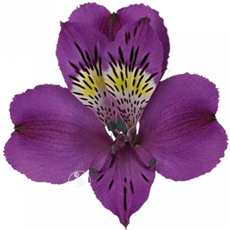 ‚Bellevue‘