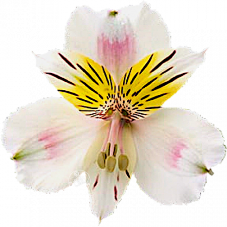 ‚Blushing Bride‘