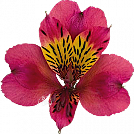 ‚Bolero‘