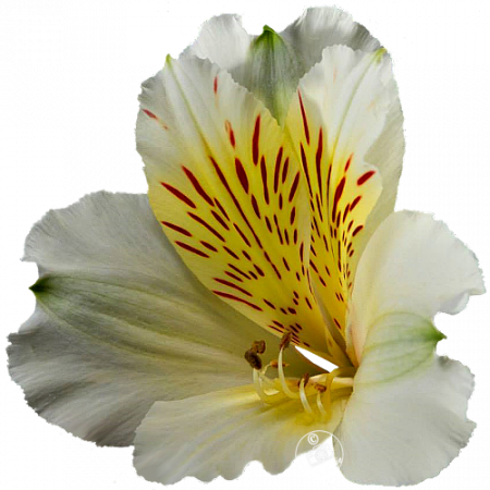 ‚Calgary‘