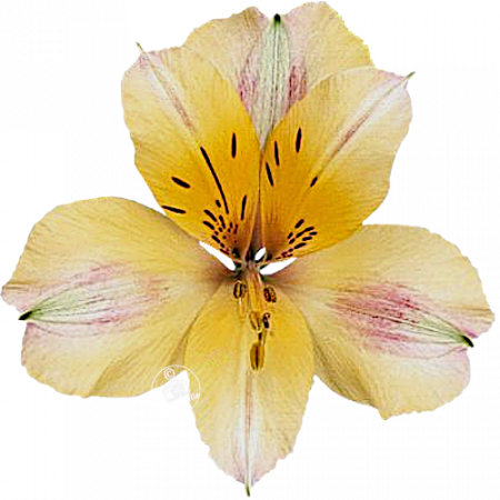 ‚California‘