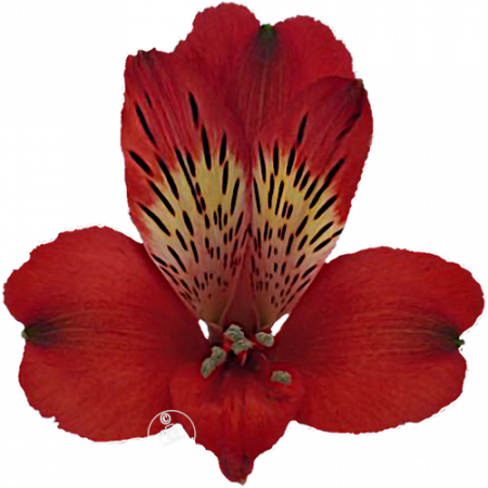 ‚Cape Town‘