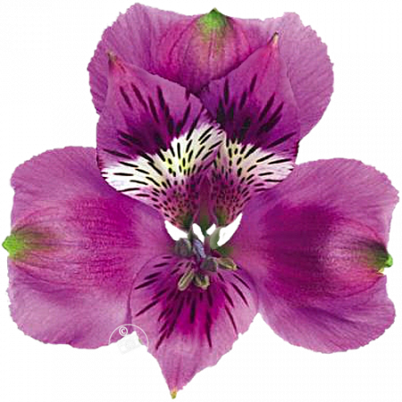 ‚Cartagena‘