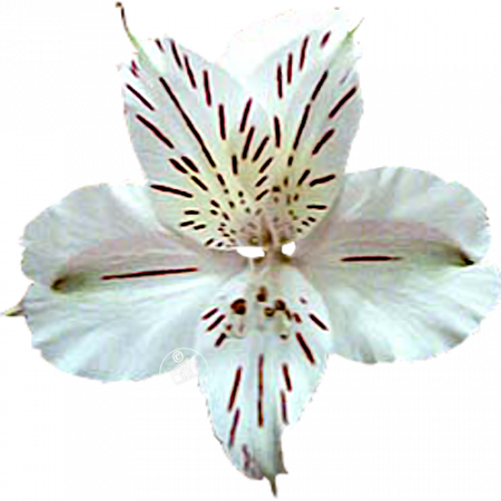 ‚Casablanca‘
