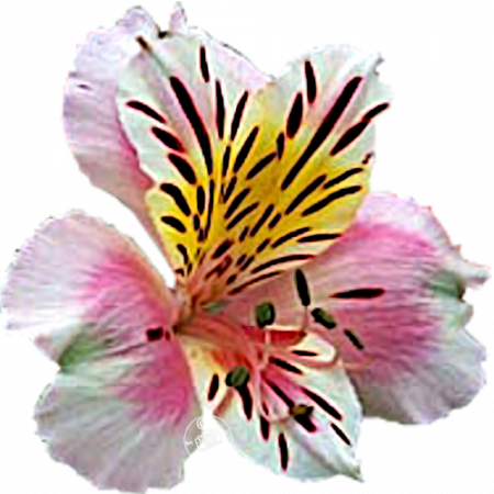 ‚Cindy‘