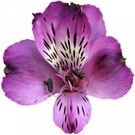 ‚Cote d’Azur‘