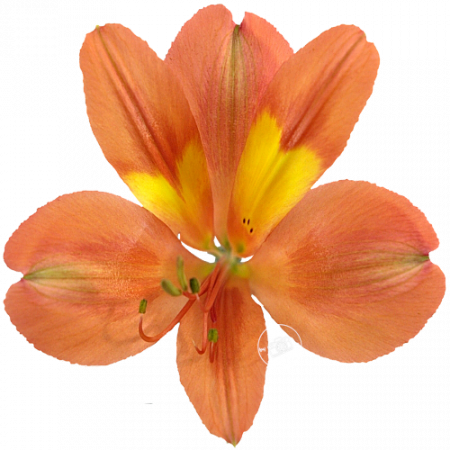 ‚Dancing Queen‘