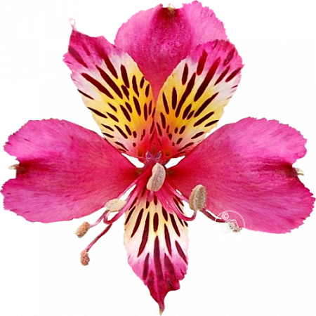 ‚Dandy Candy‘