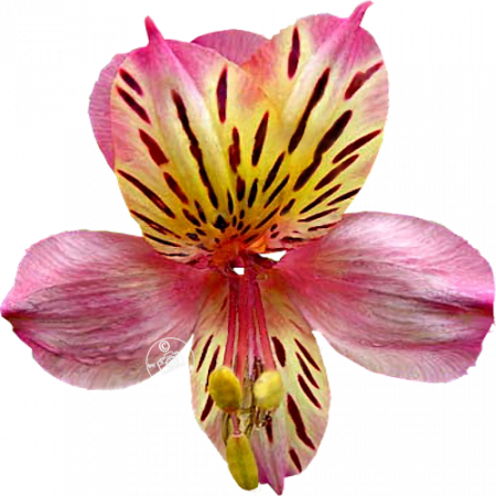 ‚Dusty Rose‘