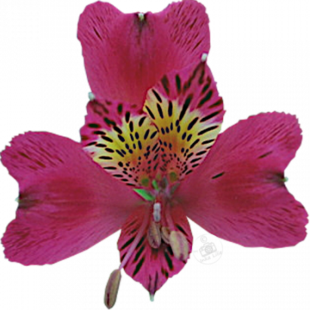 ‚Andez Red®‘