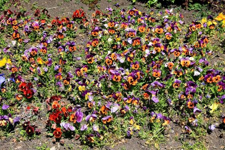 42 30.04.2025 Flora