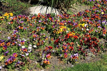 43 30.04.2025 Flora