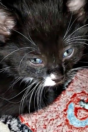 13 08.11.2024 mugsy