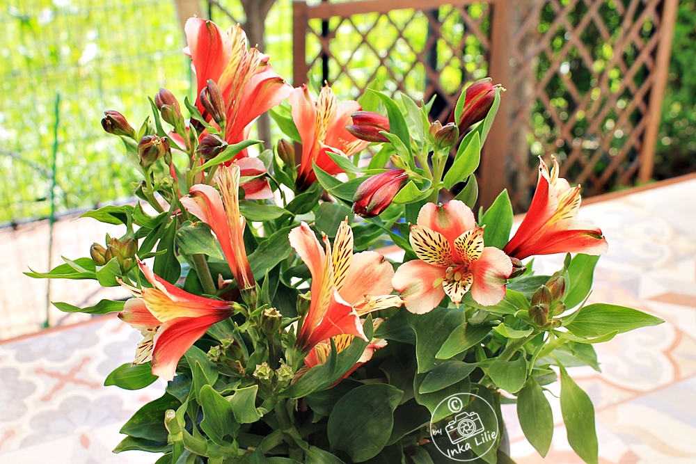 Alstroemeria 'Inca Husky' (2026)1