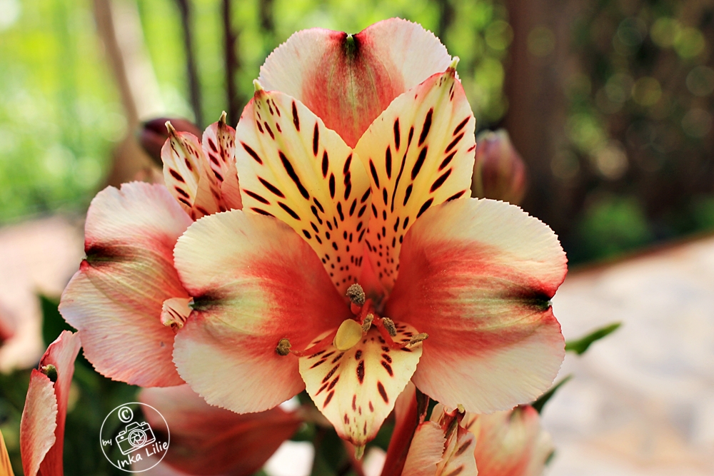 Alstroemeria 'Inca Husky' (2026)3