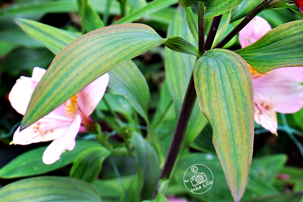 Alstroemeria 'Indian Summer'2