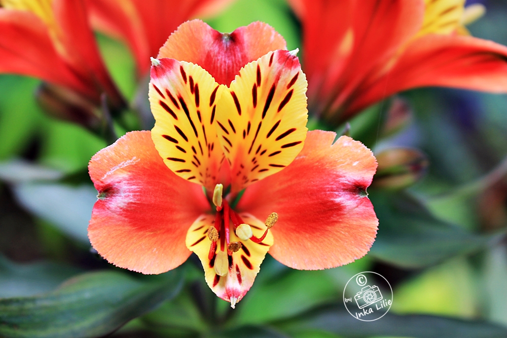 Alstroemeria 'Indian Summer'3